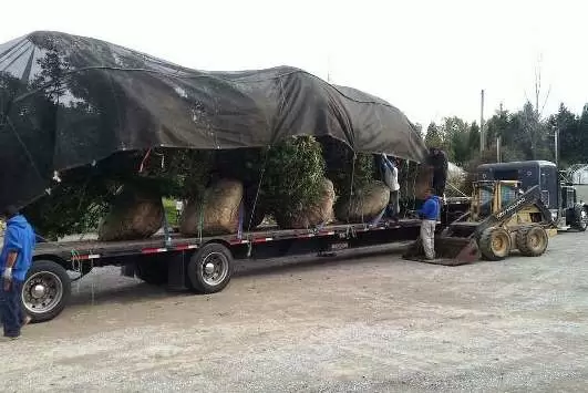 Landscape Tarps | Nursery Tarps Landscape Tarps | Nursery Tarps