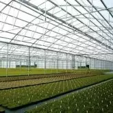 Greenhouse Poly