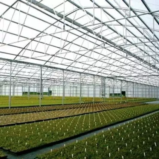 Can you use Clear Tarps for Greenhouses?